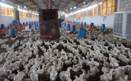 مربو الدواجن يعانون من تراجع الدعم وغياب آلية تنظيم الإنتاج