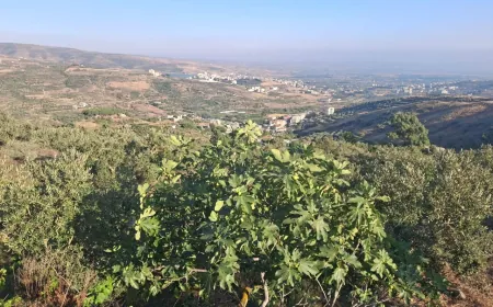 التين يحافظ على حضوره في ريف حمص بين السوق والمونة رغم الآفات