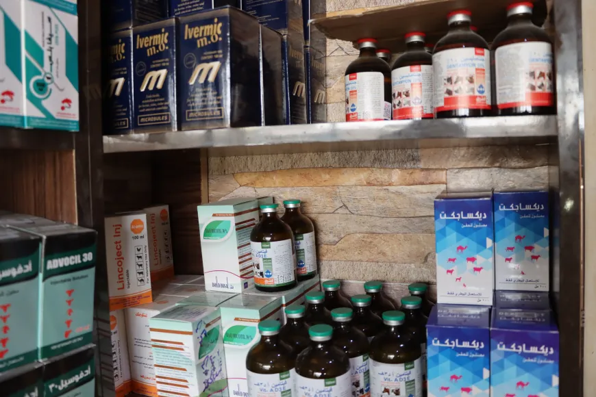 أمراض موسمية ونقص اللقاحات يهددان الثروة الحيوانية في قامشلو
