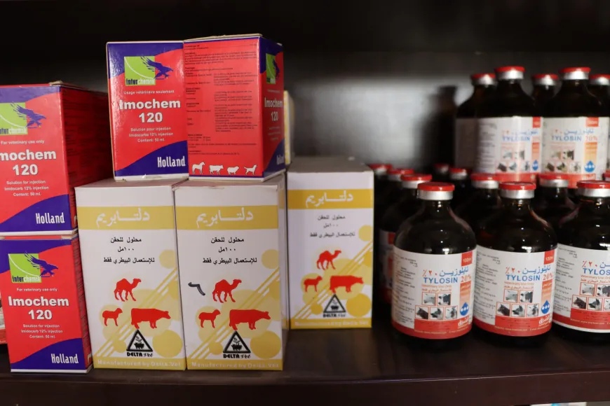 أمراض موسمية ونقص اللقاحات يهددان الثروة الحيوانية في قامشلو