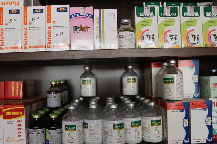 أمراض موسمية ونقص اللقاحات يهددان الثروة الحيوانية في قامشلو