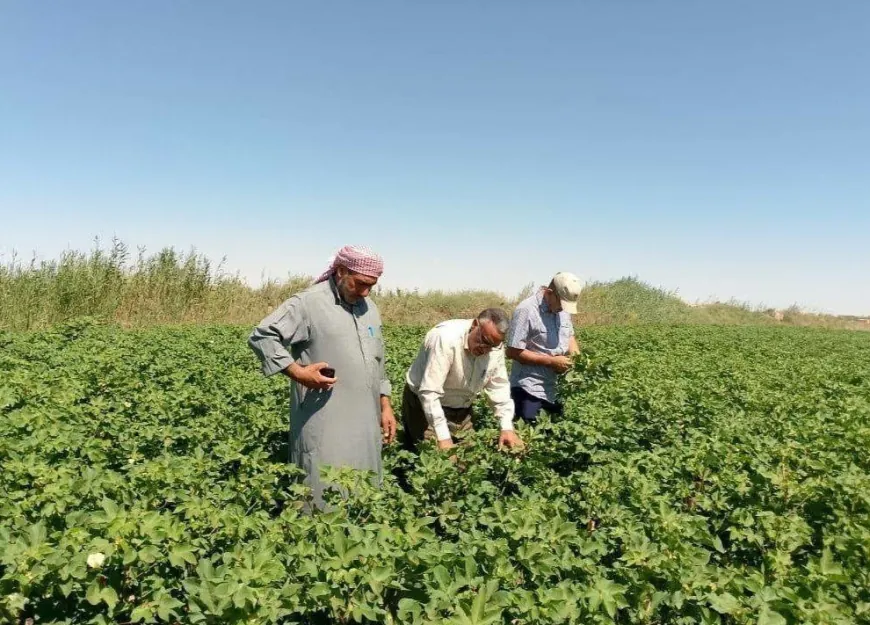 الحكومة تعتمد سعر شراء القطن المحبوب بـ 85 ليرة سورية جديدة للكيلوغرام