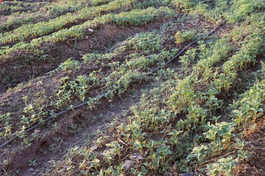 الزراعة التكثيفية تتوسع في تربه سبيه... أكثر من محصول في العام الواحد