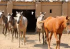 40 حصاناً و30 عاماً من الشغف.. حكاية إرث عائلي في الجزيرة