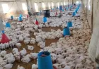أكثر من ألف مدجنة خارج الخدمة في حماة وسط مطالب بدعم المربين
