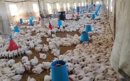 أكثر من ألف مدجنة خارج الخدمة في حماة وسط مطالب بدعم المربين
