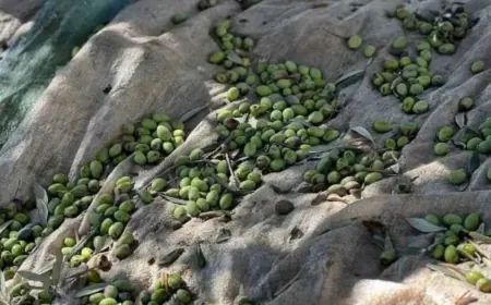 موسم زيتون وفير في طرطوس وسط اعتراضات على شروط تشغيل المعاصر