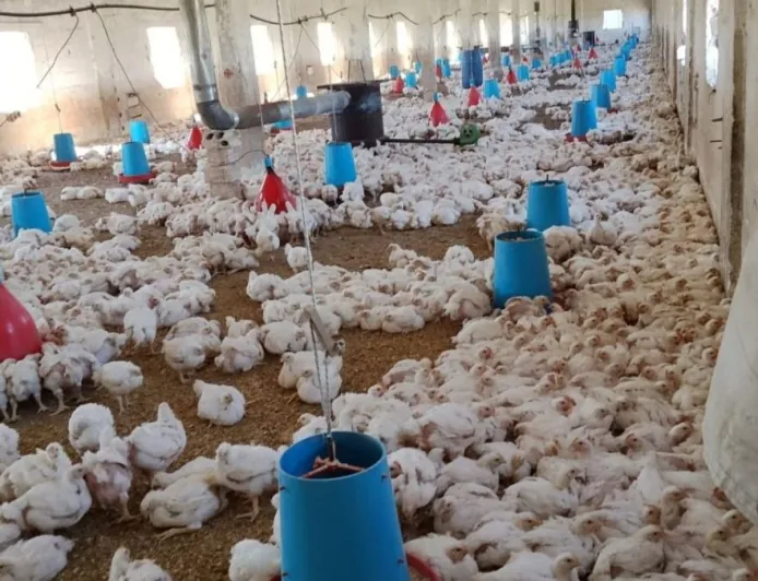 أكثر من ألف مدجنة خارج الخدمة في حماة وسط مطالب بدعم المربين