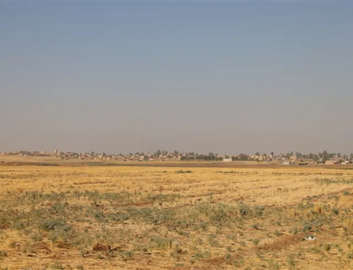 السياسات الحكومية قد تدفع المزارعين في الجزيرة للتخلي عن زراعة القمح