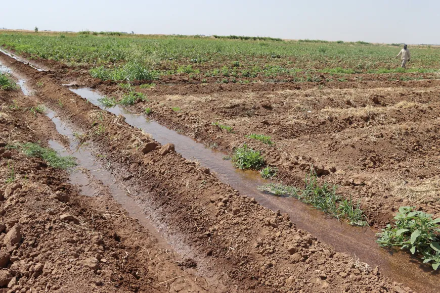 زراعة خضروات المونة تتوسع في الجزيرة وسط مطالب بمزيد من الدعم