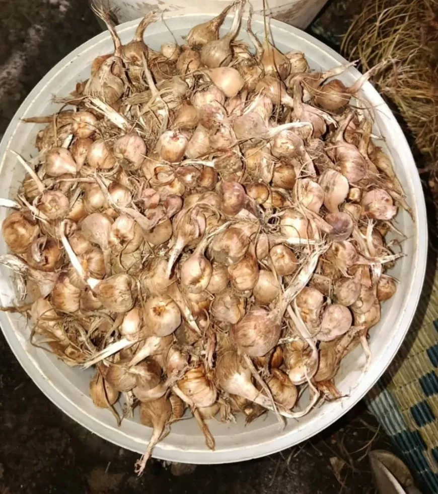 زراعة الزعفران الواعدة في سوريا تواجه تحديات الدعم والتسويق