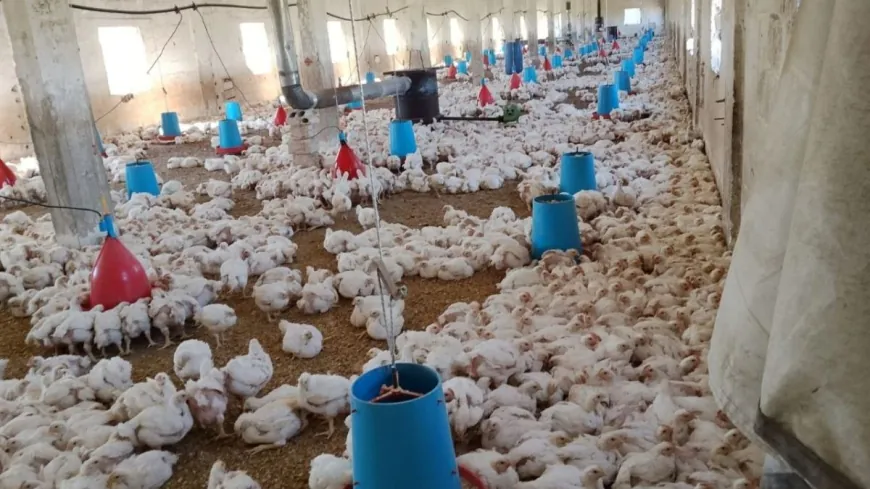 أكثر من ألف مدجنة خارج الخدمة في حماة وسط مطالب بدعم المربين