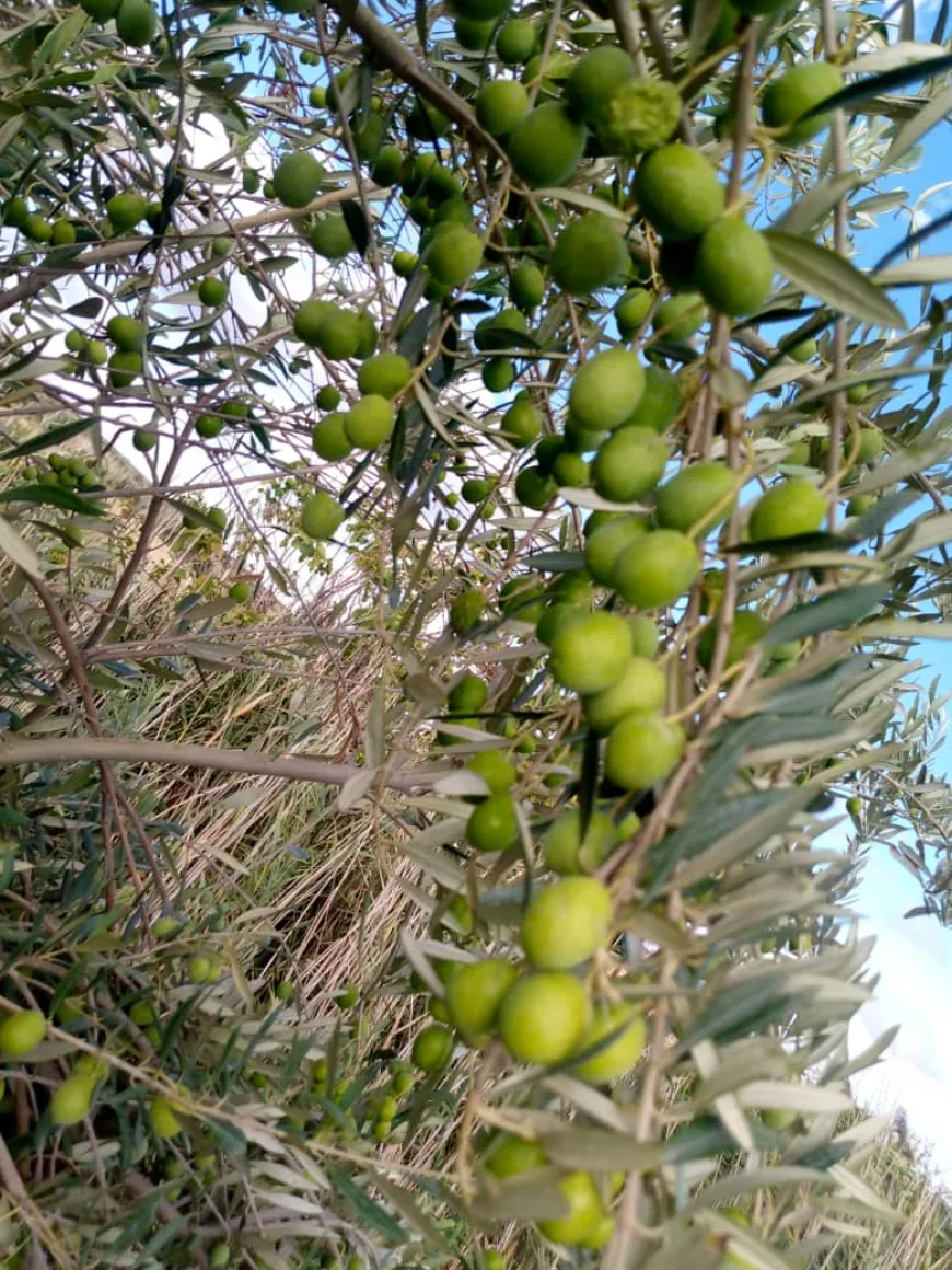 موسم زيتون وفير في طرطوس وسط اعتراضات على شروط تشغيل المعاصر