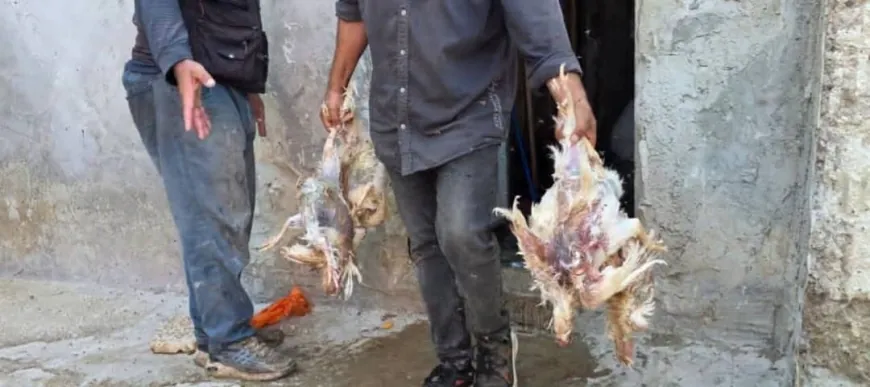 مخاوف في حماة من مسالخ غير نظامية وفروج نافق