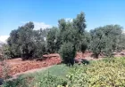 القطاف المبكر خوفاً من السرقة يهدد موسم زيتون حمص