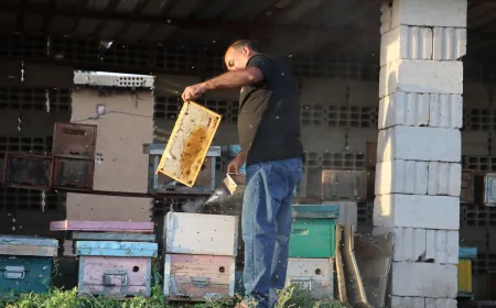 بين ثنايا الطبيعة وأزيز النحل.. نحّالو المنطقة يبدؤون قطاف العسل