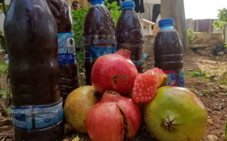 دبس الرمان في عفرين.. مونة شتوية بطعم التراث