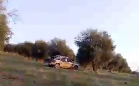 الاستيلاء على محاصيل الزيتون في راجو وبلبلة بريف عفرين