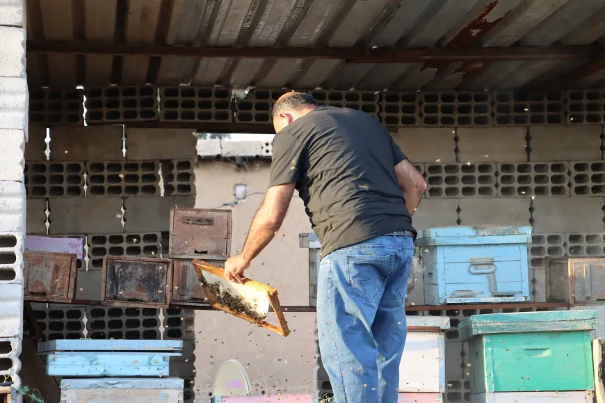 بين ثنايا الطبيعة وأزيز النحل.. نحّالو المنطقة يبدؤون قطاف العسل