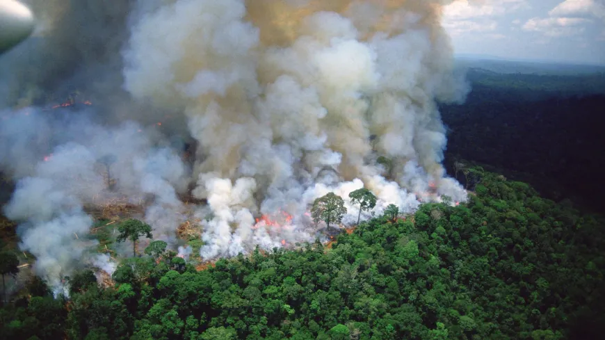 دراسة: غابات الأمازون تطلق كربونا أكثر مما تمتص