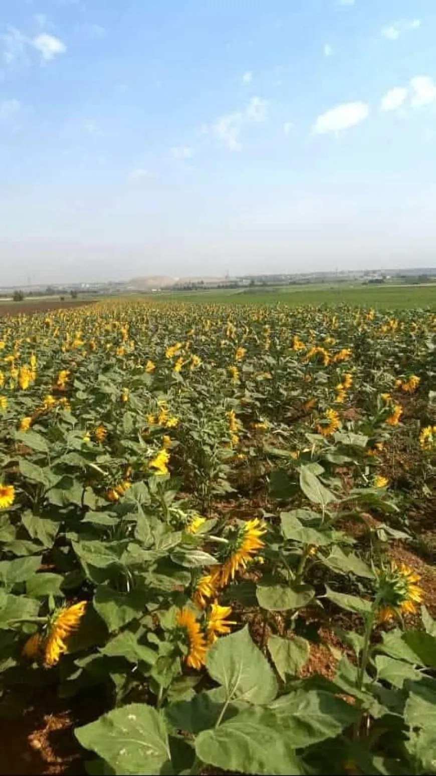 مزارعو عباد الشمس يواجهون ارتفاع التكاليف وتحكّم التجار بالأسعار