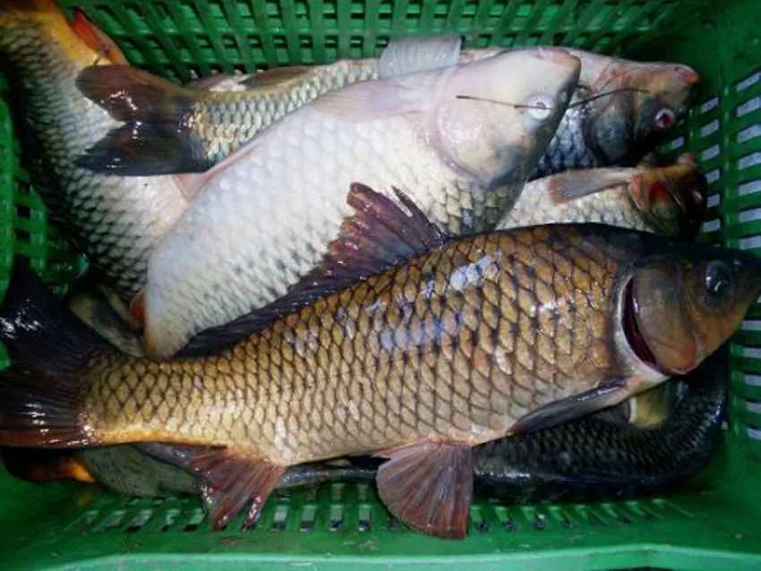 Directorate of Agriculture prevented fishing 