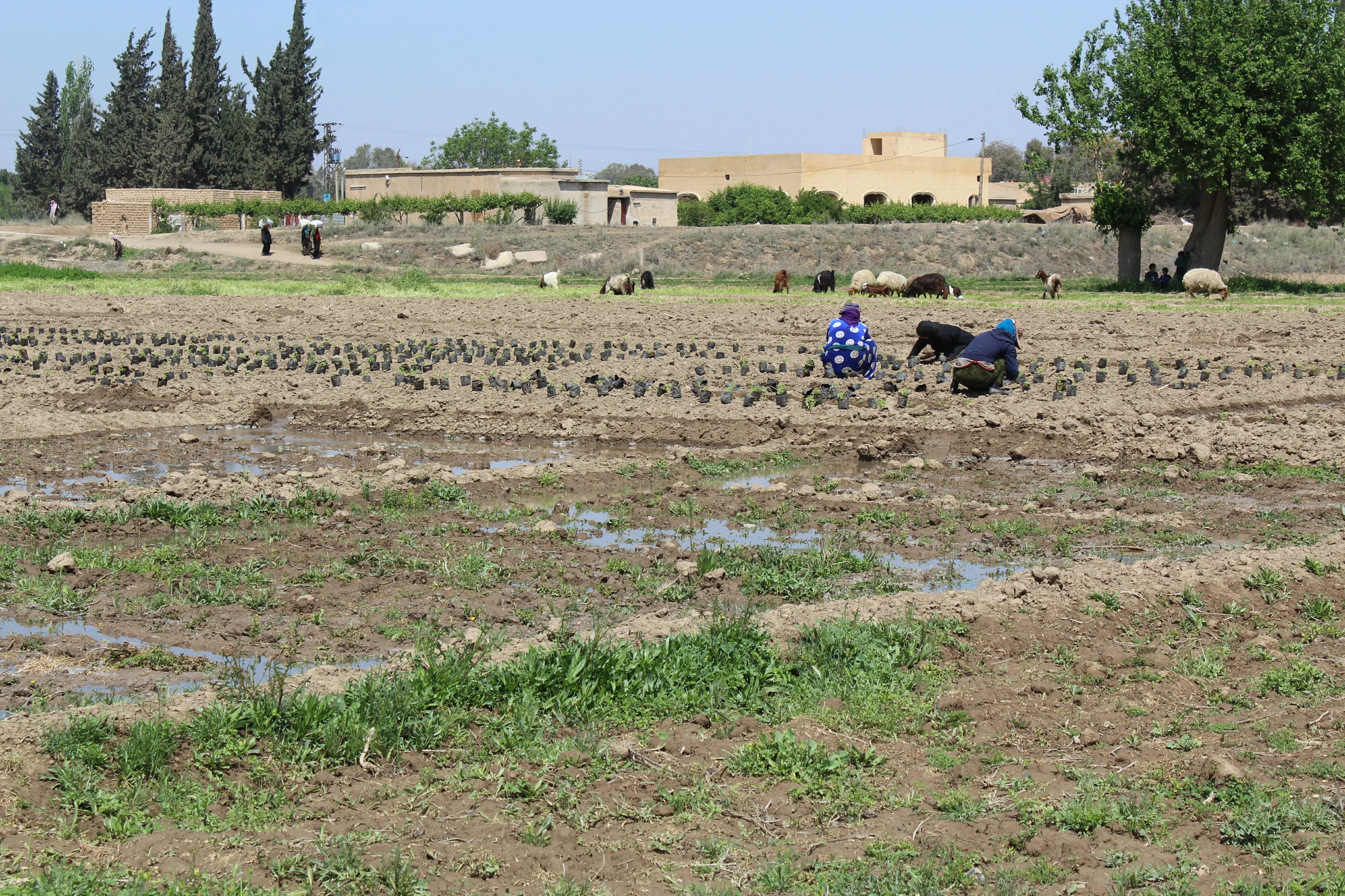 Water returning to al-Kasrat area in al-Raqqa