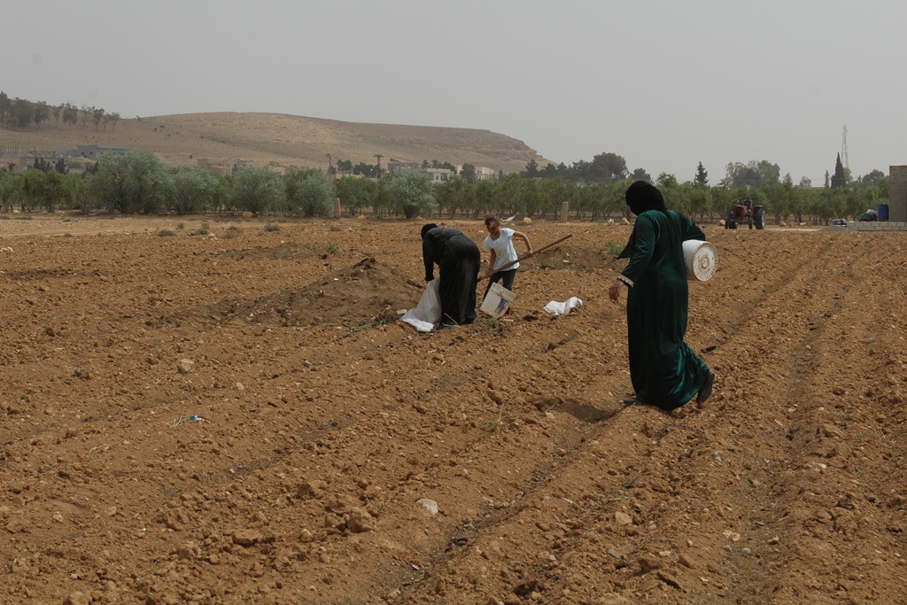 Al-Tabqa women effectively participate in agriculture season, Turkey trying to spoil