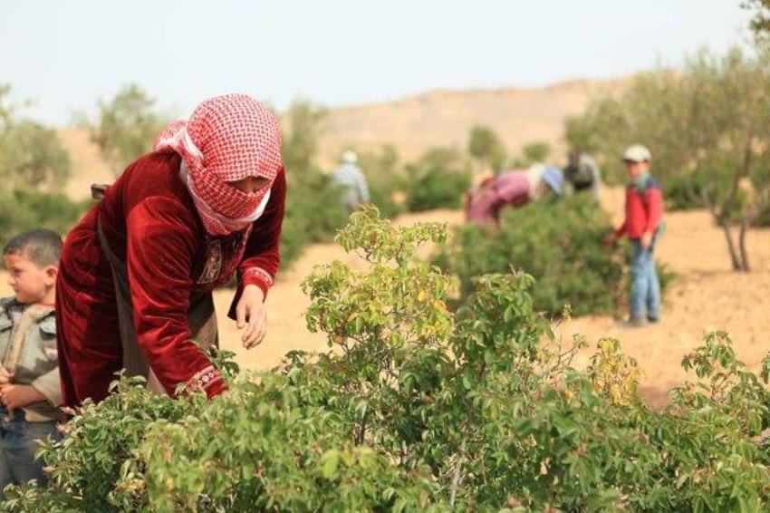 Al-Tabqa women start collecting Zihorat at season's beginning