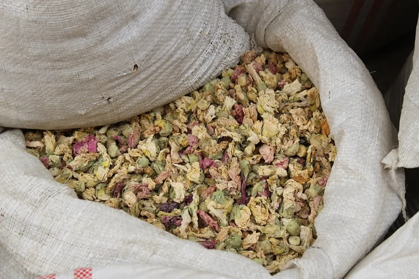 Al-Tabqa women start collecting Zihorat at season's beginning