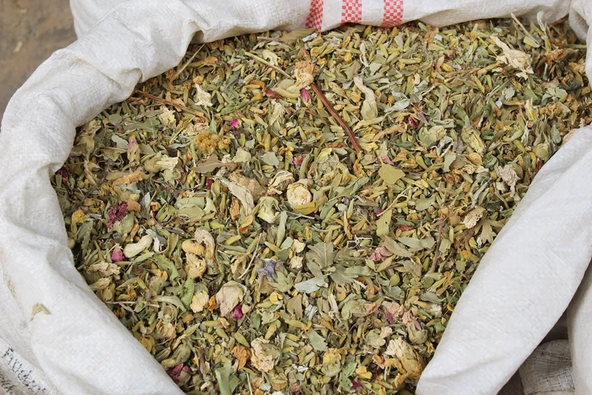 Al-Tabqa women start collecting Zihorat at season's beginning