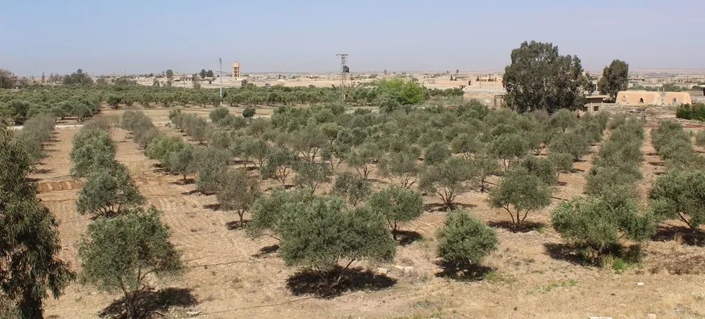 Agriculture Directorate in al-Tabqa saves more than 22 thousand trees