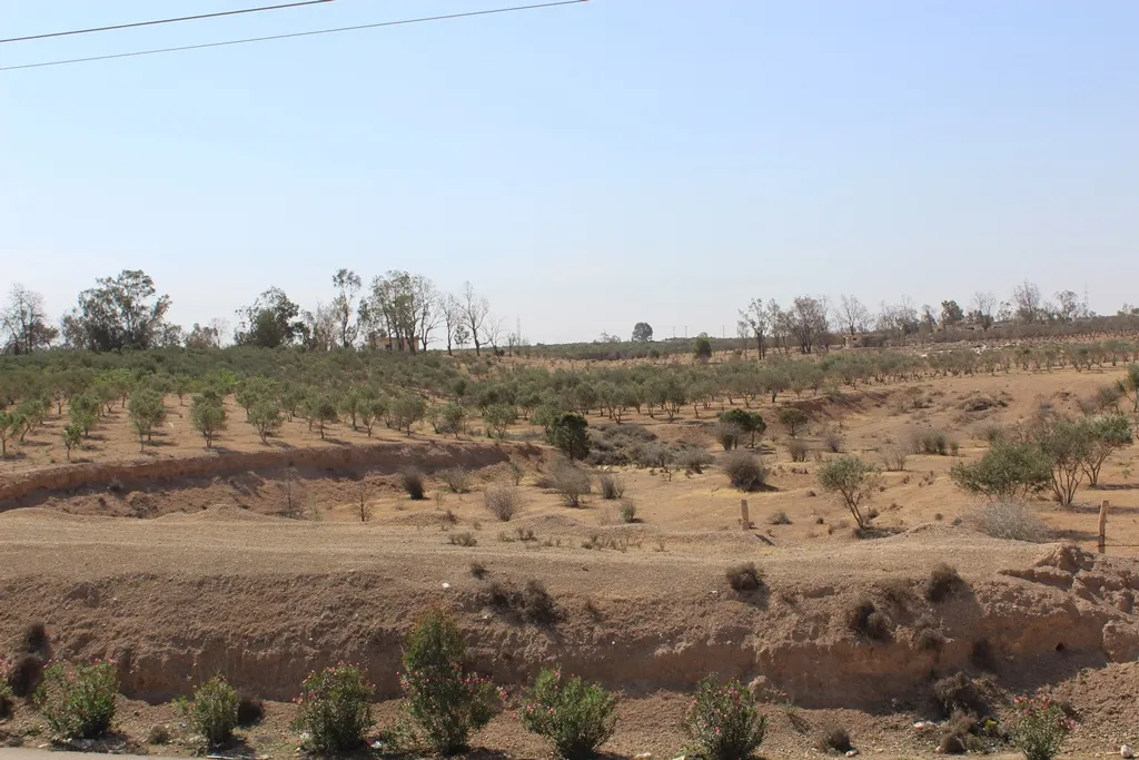 Agriculture Directorate in al-Tabqa saves more than 22 thousand trees