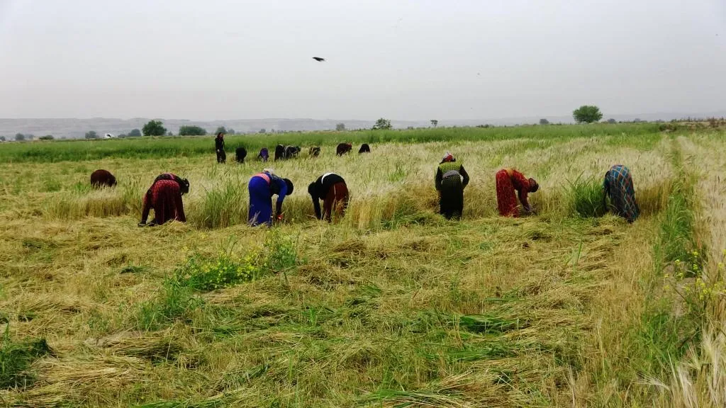 Barley, wheat’s harvest began in al-Raqqa