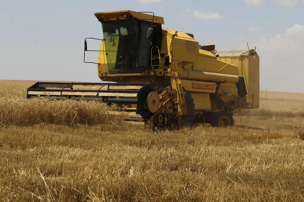 Agriculture Directorate in al-Tabqa estimated wheat yield at 8,000 tons