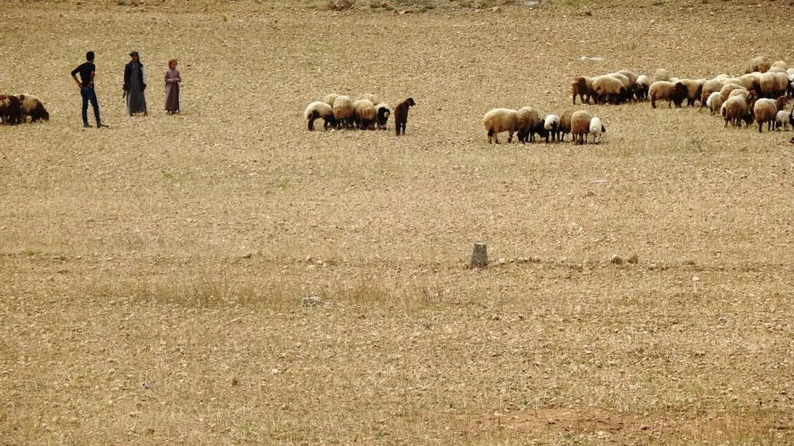 After floods ... This is what happened to agricultural crops in Kobani canton