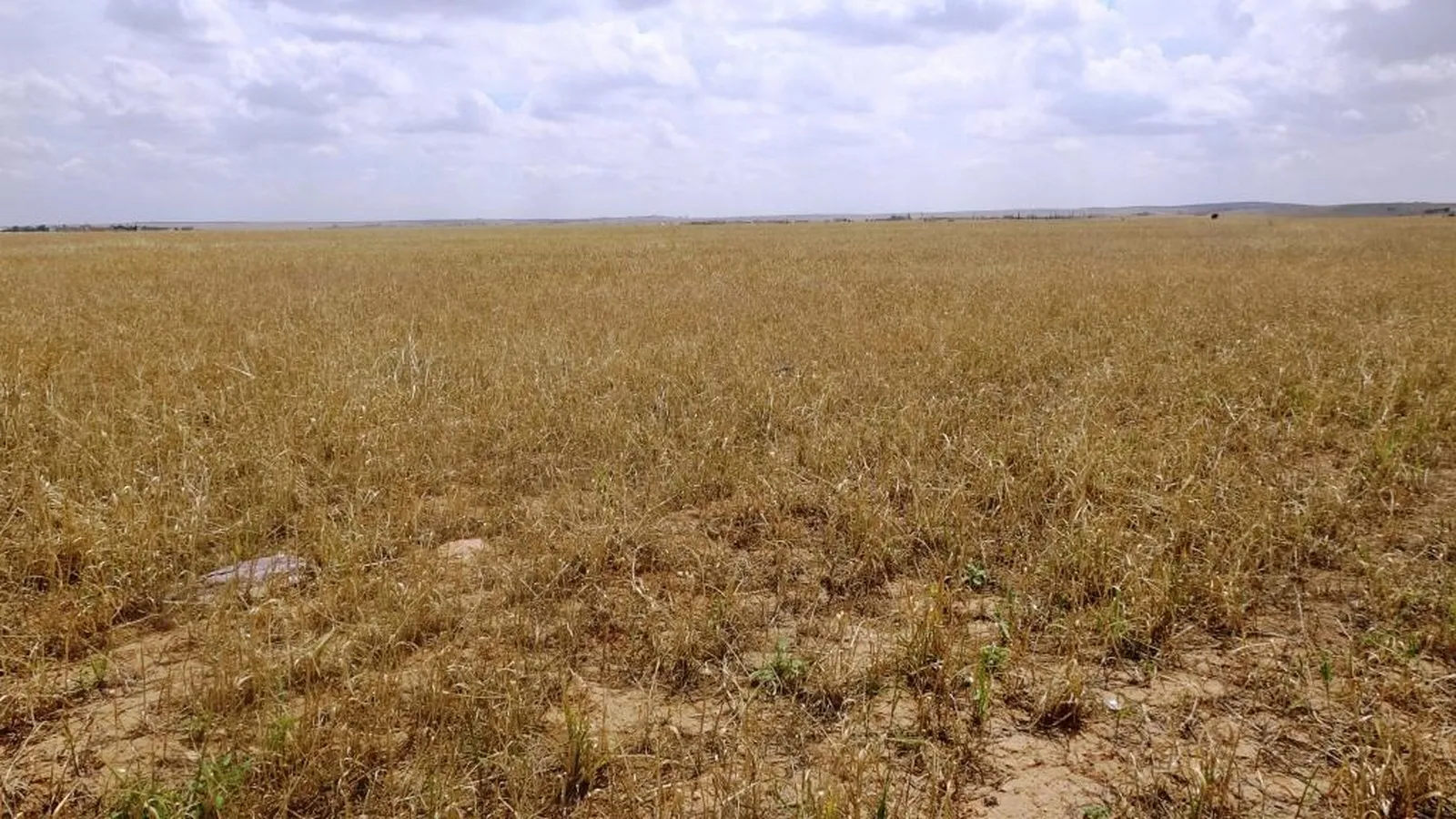 After floods ... This is what happened to agricultural crops in Kobani canton