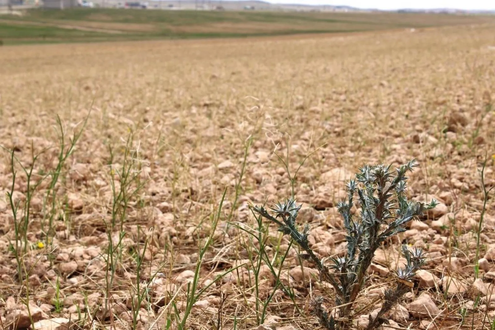 After floods ... This is what happened to agricultural crops in Kobani canton