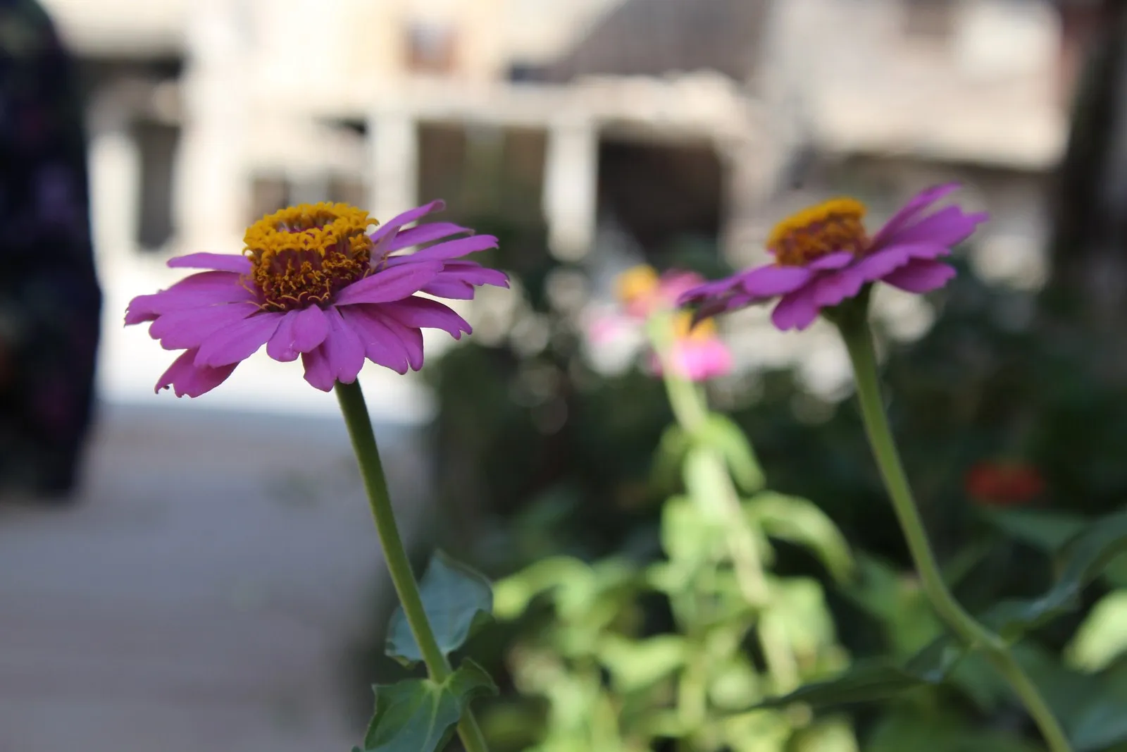 Between destroyed streets' corners ... planting nursery