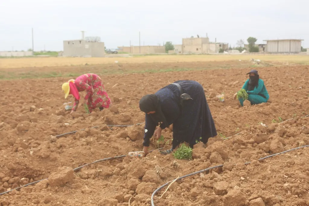 Lack of rainfall prevented agricultural growth, increased farmers' suffering