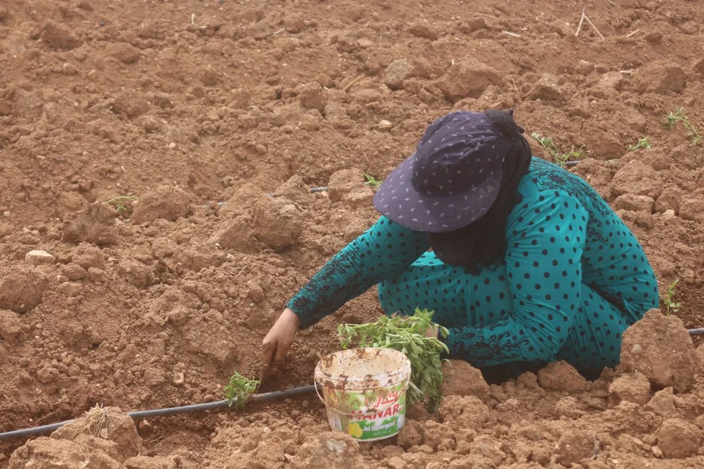 Lack of rainfall prevented agricultural growth, increased farmers' suffering