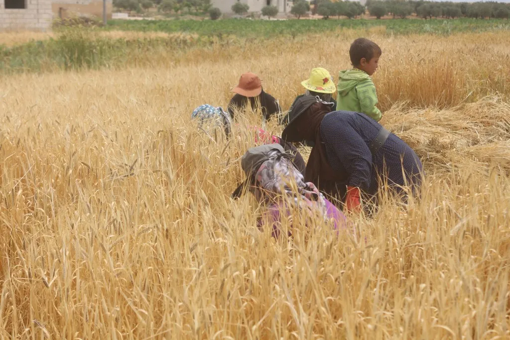 Lack of rainfall prevented agricultural growth, increased farmers' suffering