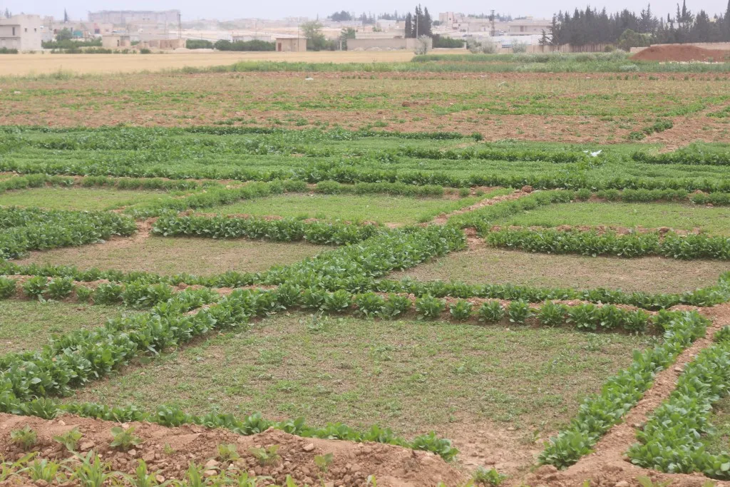 Lack of rainfall prevented agricultural growth, increased farmers' suffering