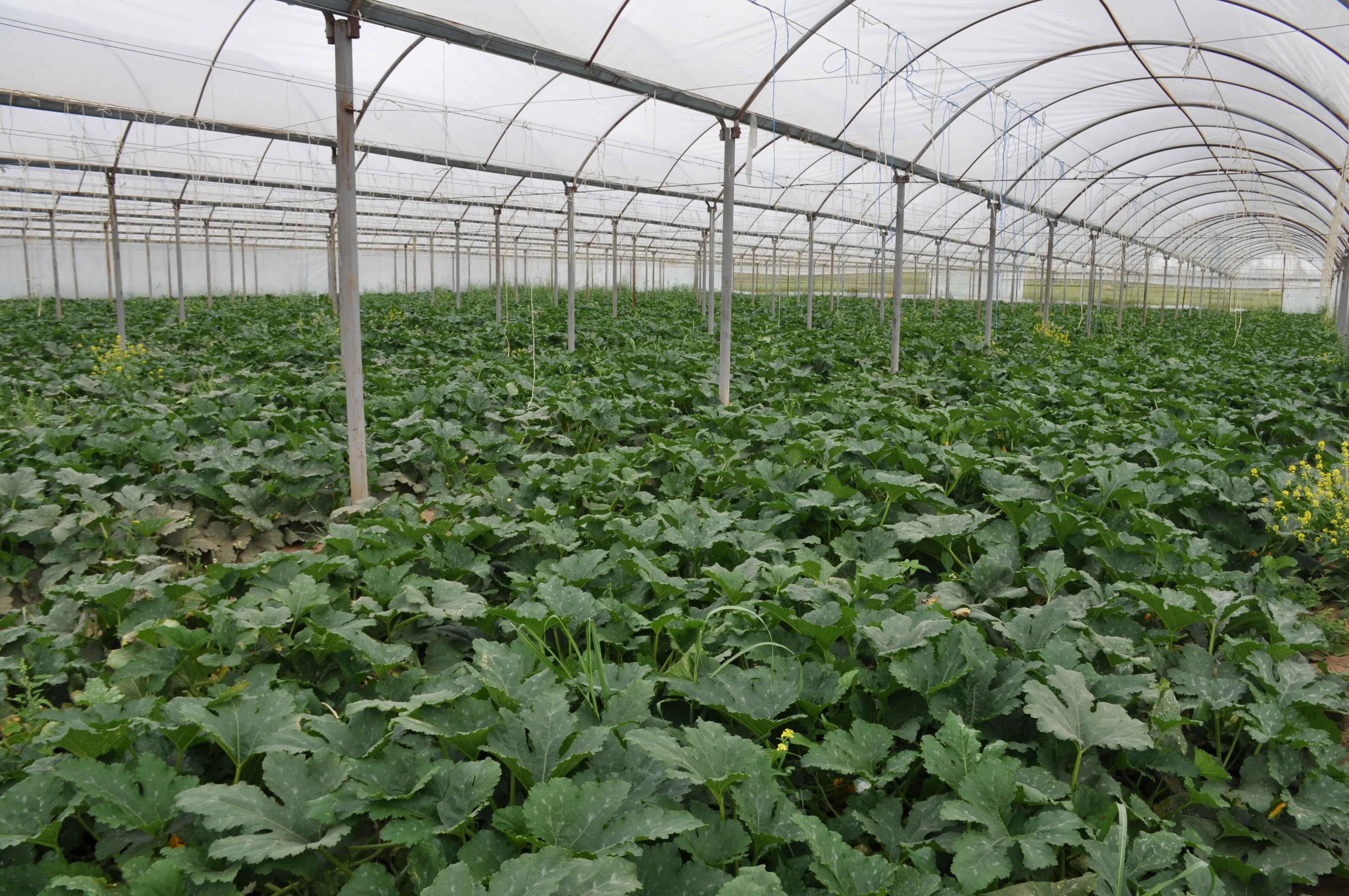 Kobani achieves self-sufficiency of vegetables