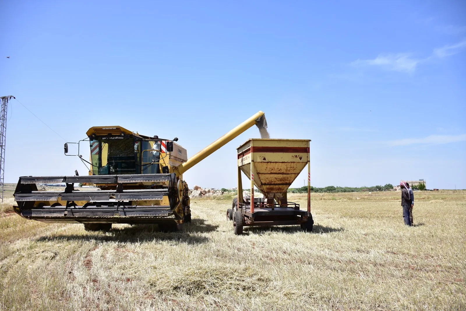 Weak production, quality of barley in al-Shahba this year