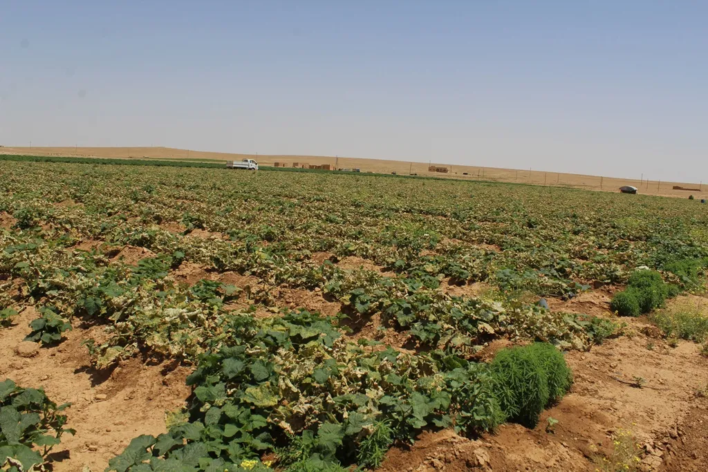 Al-Tabqa's countryside begins summer damaged crops harvest 