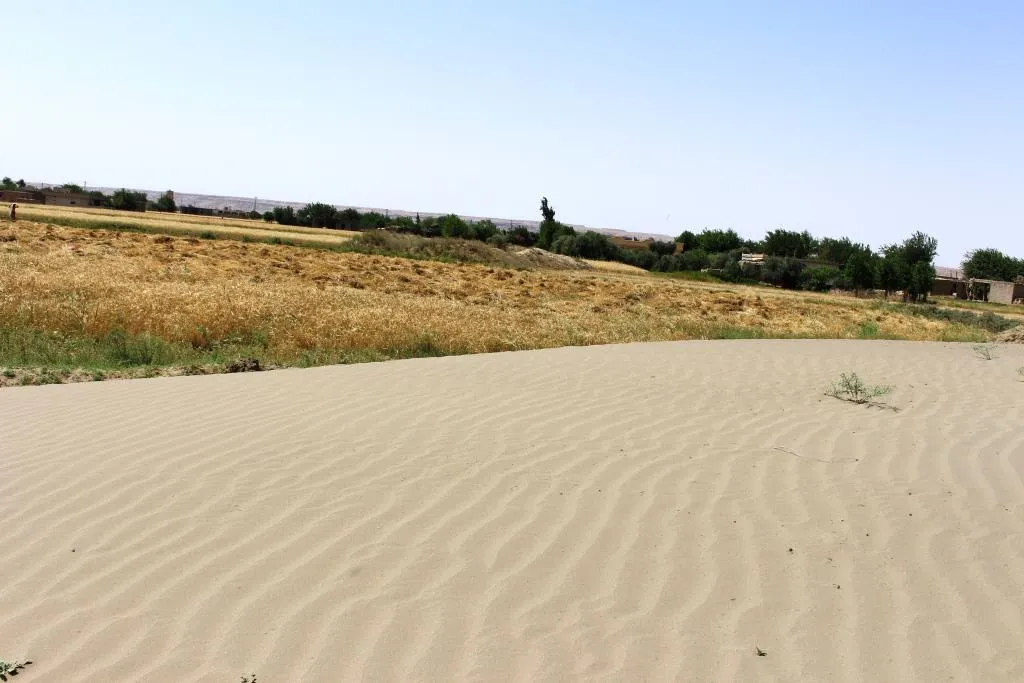 Deir –ez-Zor 's farmers suffer from dune sands causing spoil and loss their crops
