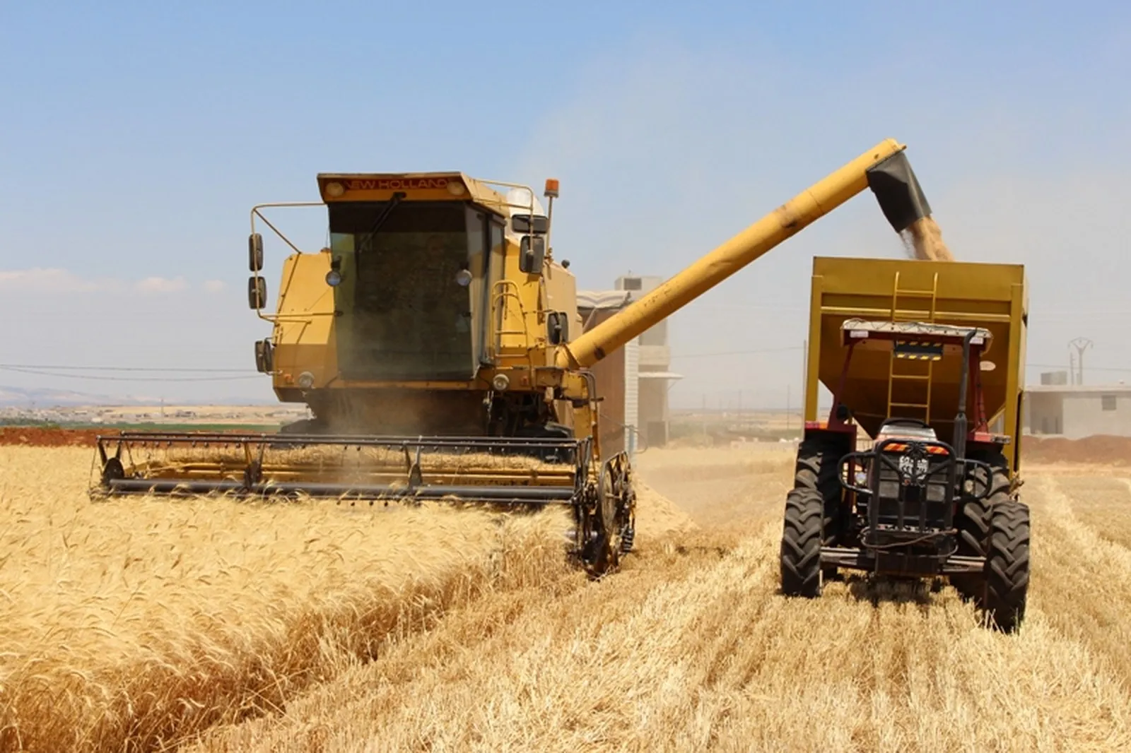 Turkey's gangs looted Afrin people’s wheat crops