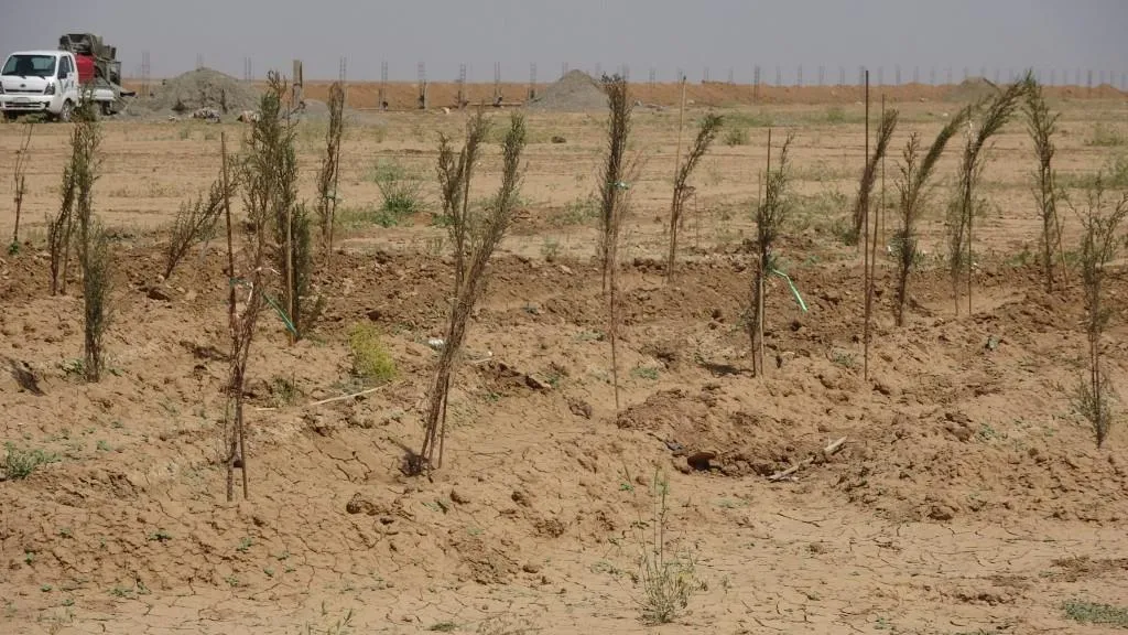 Continuing to equip of martyr Raghib Shrine in Tel- Hamis