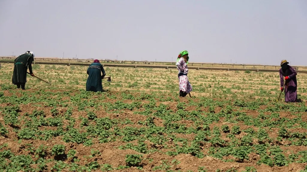 Despite fasting ... women of al-Raqqa countryside working in the fields
